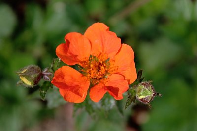 Geum coccineum - kuklík šarlatový - poupata a květ